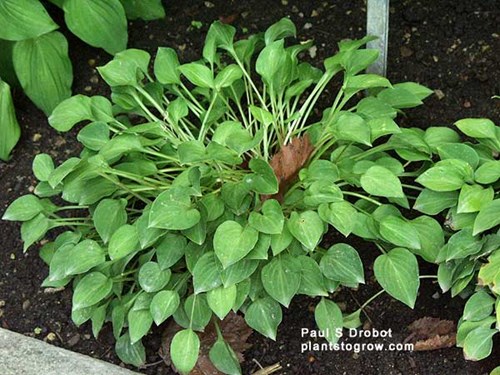 A nice small clump (8/10)