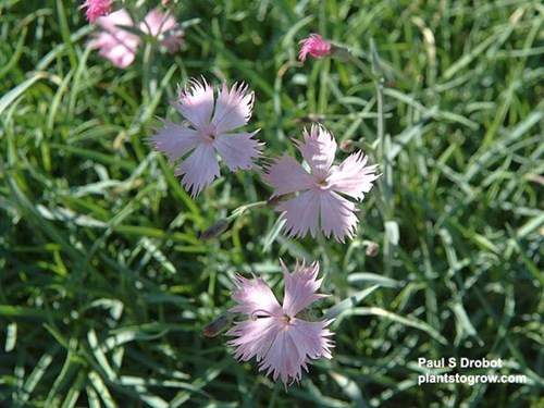 The pale pink fragrant flowers. (May 24)