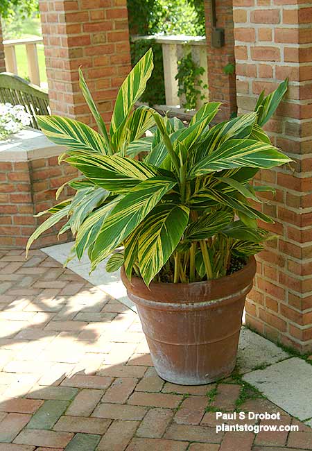 This large plant was growing outdoors in a shaded spot.