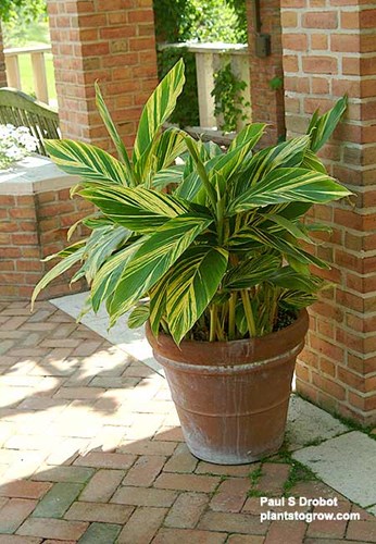 This large plant was growing outdoors in a shaded spot.