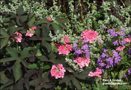 The large dark purple colored leaves are Sweet Potato 