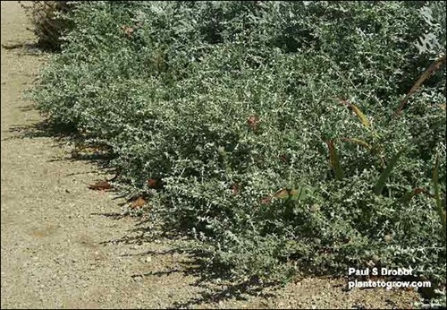 Petite Licorice being grown as an annual ground cover.