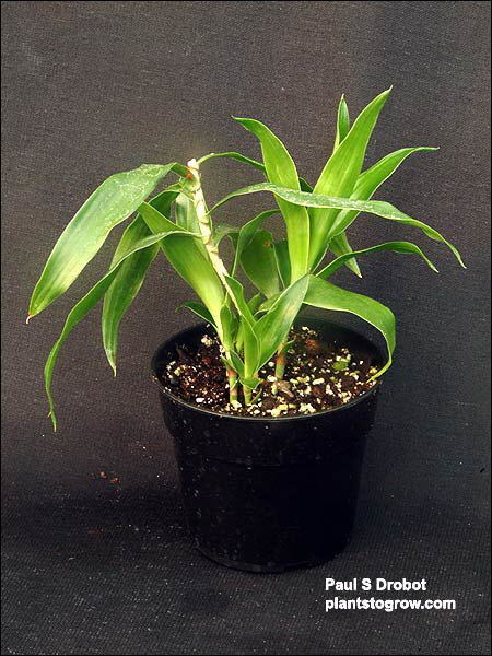 A 6 month old plant in a 4.5 inch pot propagated from a rooted stem section cutting. The plant is already suckering from the base.