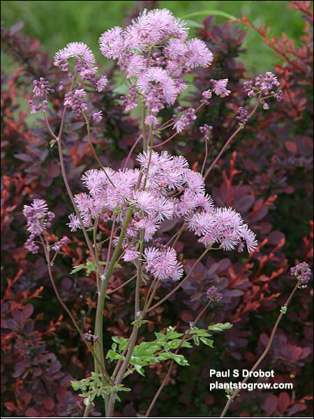 This plant was a volunteer plant.  Nice contrast against the Crimson Pygmy Barberry. (May 29)