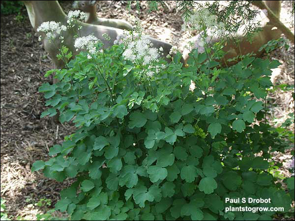 A chance seedling in one of the gardens I maintian.