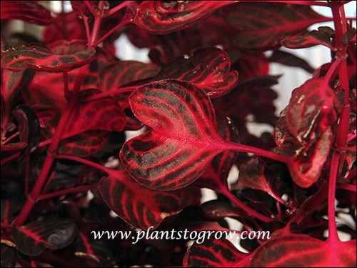 the notched red leaves