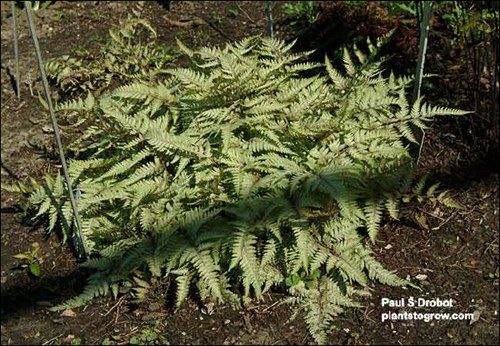 Wildwood Twist Japanese Painted Fern (Athyrium)
