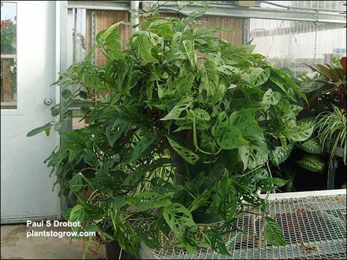 Swiss Cheese Vine (Monstera Adansonii) Getting a Monstera  full like this plant requires hard pruning so it will branch from the base part of the stem as opposed to just growing long gangly stems.