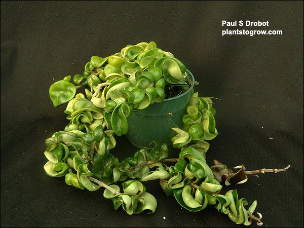 This plant is in a six inch pot.