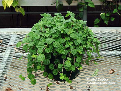 Creeping Charlie (Pilea nummulariifolia)
Grwoing in an 8 inch potted plant.