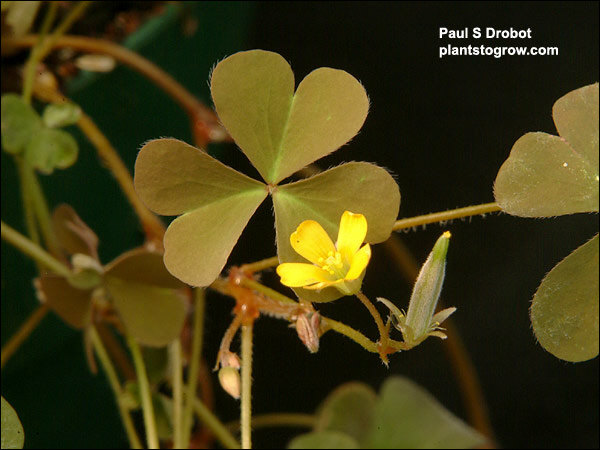flowers are yellow with 5 petals