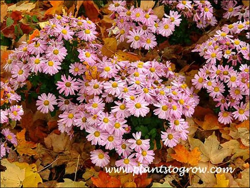 Chrysanthemum Courtney (late October