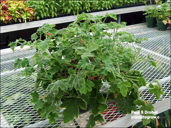 A rather sprawling decumbent plant. The foliage color will darken up when grown outdoors.