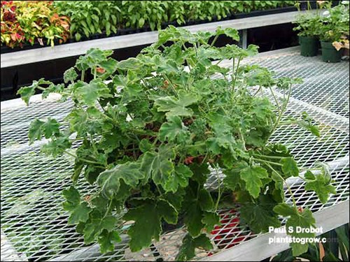 A rather sprawling decumbent plant. The foliage color will darken up when grown outdoors.