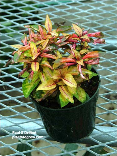 Plant in a 4.5 inch pot.