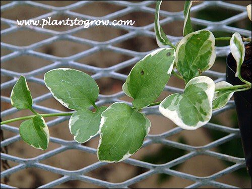 Variegated Vinca