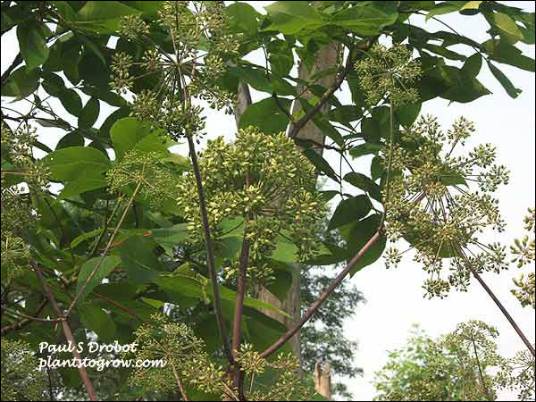 This plant was over 7 feet tall.