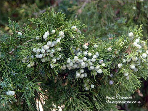 The bright fleshy glaucous blue cones in May