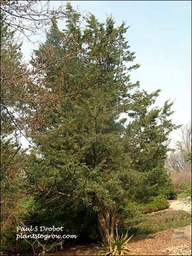 A large old plant