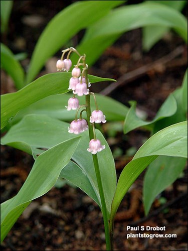 Pink Lily of the Valley (Convallaria majalis rosea)
Picture taken early May