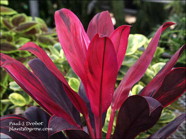 A deep red cultivar.