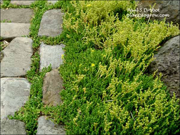 A good place to grow this plant is in the nooks and crannies of rocks and bricks.(June)