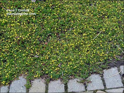 The stems are decumbent (lying flat on the ground with the tips ascending). This plant is less the 2 inches tall.  (May 6)