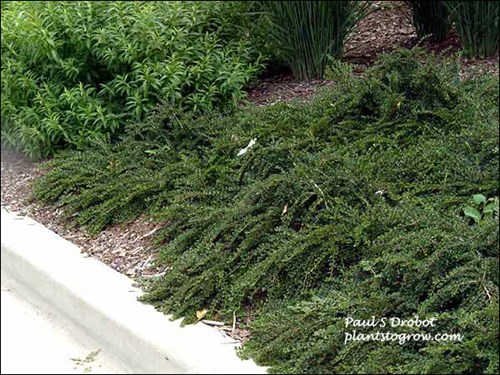 This plant has been in the ground less than 2 years.