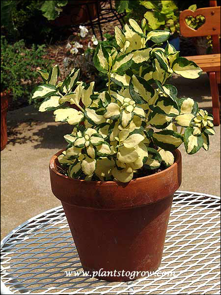 This plant was grown on the east side of a house.