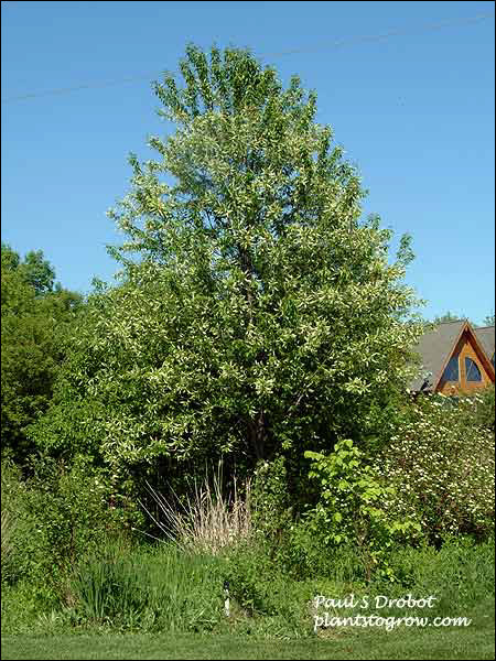 This plant is less than 15 years old and is over 20 feet tall. (May 30)