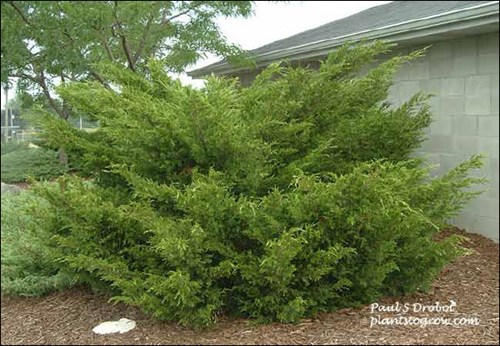This plant is over 15 years old and never pruned. Has a fresh green foliage color.