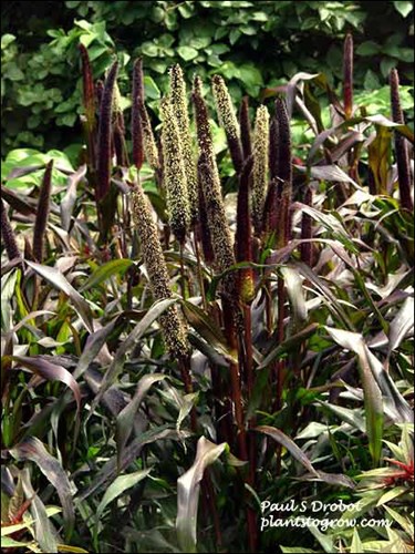 a group of flowers