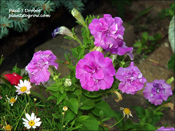 Petunia Double Madness