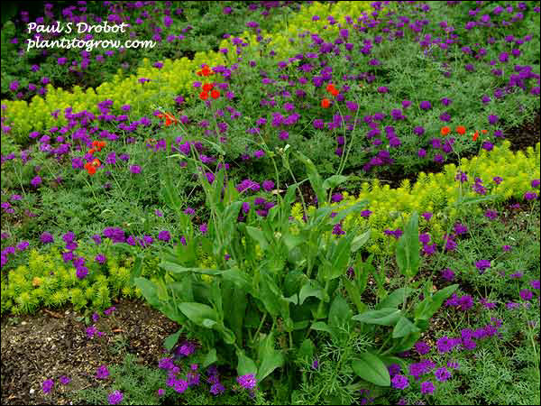 Tassel Flower grown in a bed of Verbena Imagination and Sedum Angelina.