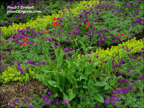 Tassel Flower grown in a bed of Verbena Imagination and Sedum Angelina.