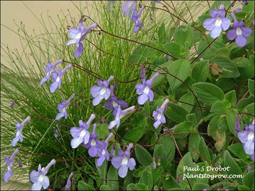 False African Violet (Streptocarpella saxorum)
The flowers float above the plant on long wiry scapes. The plant in the background is Fiber Optic Grass (Scirpus cernuus)