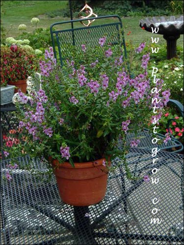 Angelonia Angel Mist Orchid