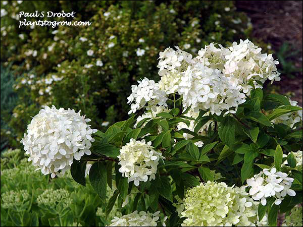 Lime Light Hydrangea (Hydrangea  paniculata) 
This is the second year the plant has been in my garden.  It will have some lime green flowers that fade to white.