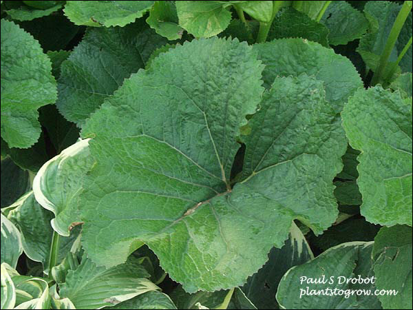 Othello is a member of the big leaf species of Ligularia.