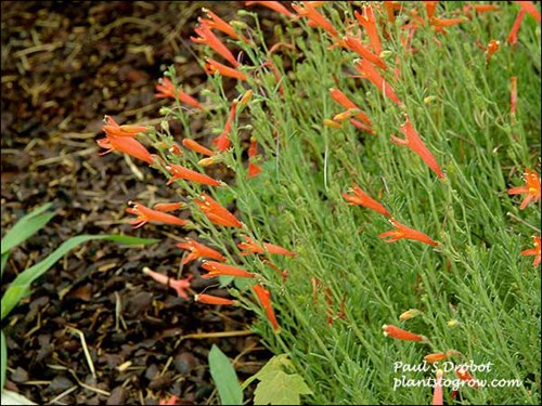 This plant had a plethera of orange/red flowers.  (June 24)