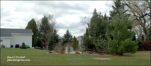 This is the west side of the back yard with the existing plant material and utility pods.