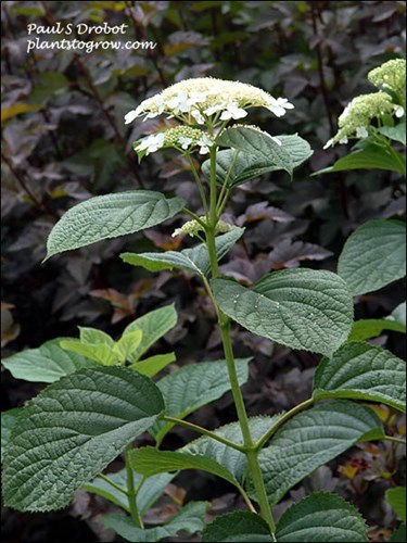 The flattened dome-like flower. (July 22)