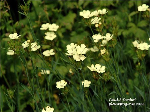 The yellow flowers of the species plant. (September 3)