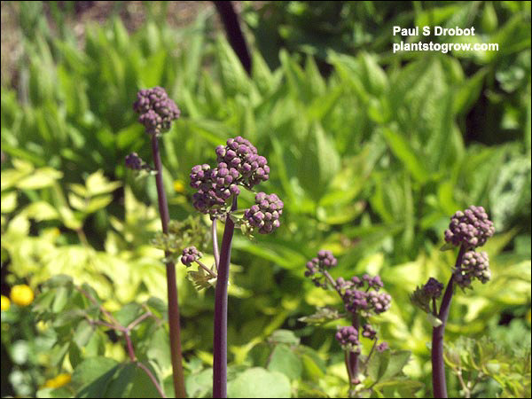 Purple flower buds on purple stalks.