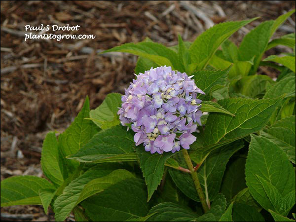 The second year these plants were in my garden.  Out of six shrubs only 3-4 blossums occured.  The plants were frozen to the ground by a late frost.