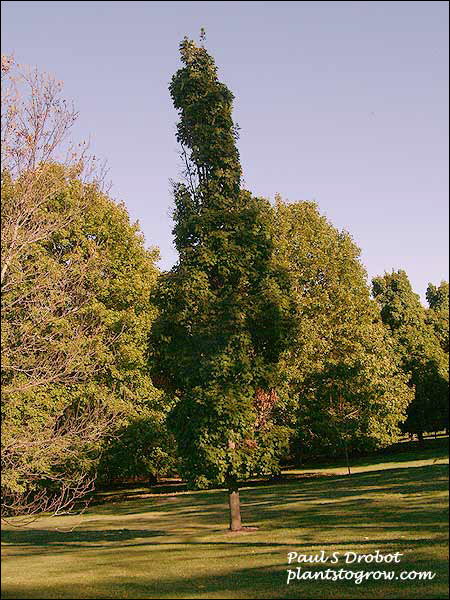 Goldpsire is a narrow upright Maple.  (Oct 22)