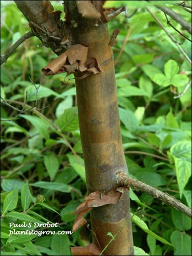 The exfoliating bark on a young tree.