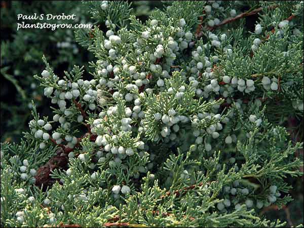 This plant was loaded with the fleshy glaucous blue cones.