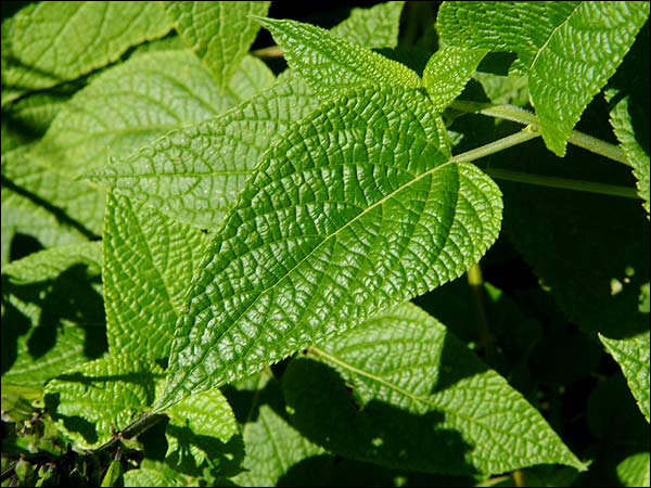 The leaves are rugose and saggitate shaped.