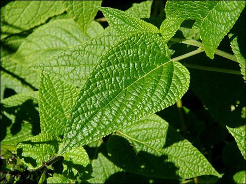 The leaves are rugose and saggitate shaped.
